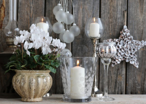 Brambořík je oblíbená vánoční květina. Jak se o něj starat, aby vám kvetl každé Vánoce?