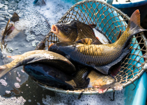 Jak správně vybrat kapra? Před nákupem ryby na štědrovečerní stůl zkontrolujte hned několik důležitých věcí