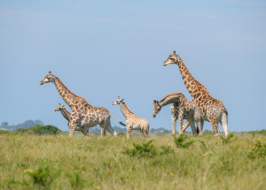 Žena pyšně zabila vzácnou žirafu a s úsměvem se s ní poté fotila. Kritika na sebe nenechala dlouho čekat