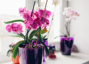 Jak správně zalévat orchidej? Zálivka této oblíbené pokojovky má svá pravidla