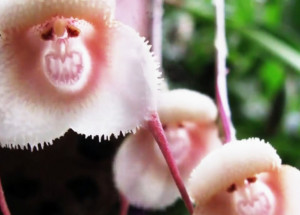 Opičí orchidej je unikát z Jižní Ameriky. Její květy se podobají tváři paviána
