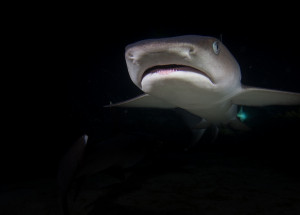 Útok žraloka v Austrálii 2022: Plavce na místě roztrhal velký bílý žralok, z hororové události existuje video