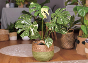 Vzácnou monsteru Thai Constellation koupili amatérští botanici v hobbymarketu za 350 korun. Její skutečnou hodnotu odhadli na 18 tisíc