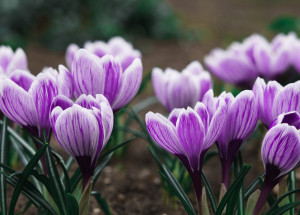 Horoskop na 10. týden (7. 3. - 13. 3. 2022)