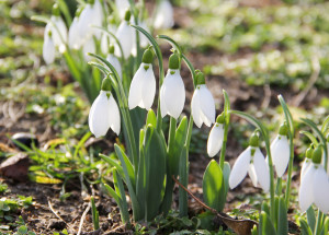 Kdy začíná jaro: Je první jarní den 20. března, nebo 21. března?