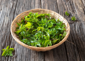 Bršlice kozí noha: Chutná jarní bylinka, která je mylně považována za plevel