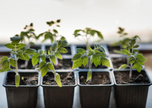 Předpěstování rajčat: Držte se pravidel, která zajistí opravdu silné sazenice