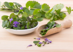 Popenec obecný: Jarní bylinka s kořenitou chutí, kterou v kuchyni využijete na sto způsobů