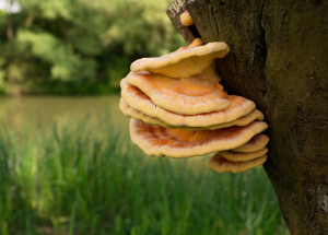 Sírovec na akátu nesbírejte, radí mykologové. Je mírně jedovatý