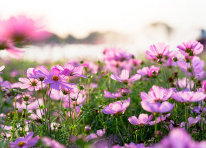 Horoskop na 20. týden (16. 5. 2022 - 22. 5. 2022)