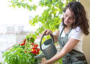 Zalévání rajčat má několik pravidel. Jejich dodržením si zajistíte bohatou úrodu