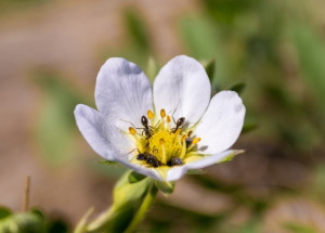 Co na mravence v jahodách? Vyzkoušejte zahrádkářské triky bez chemie