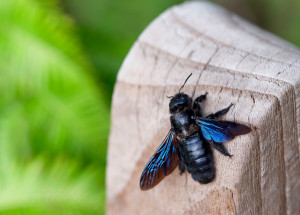 Drvodělka fialová: Velká včela, která vypadá nebezpečně, ale bát se jí nemusíte