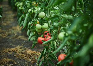 Proč se kroutí listy rajčat? Hned z několika důvodů