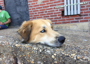 Bizarní optická iluze psí hlavy mate internet: Má pes na fotce opravdu useknutou hlavu?