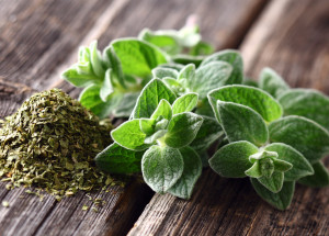 Oregano není jen koření, ale zázračná rostlina s řadou zdravotních výhod