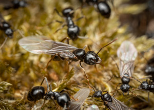 Létající mravenci: Kde se berou a jak na ně?