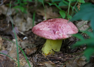 Chráněné houby: Pokuta až 100 tisíc Kč vám hrozí za utržení hřibu královského či Fechtnerova