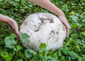 Největší houba v ČR: Je houbařské štěstí, když ji najdete i jednou za život