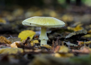 Nejjedovatější houba v ČR má přezdívku kalich smrti. V jakém množství je nebezpečná?