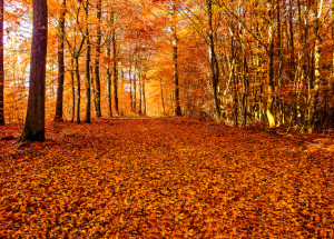 Horoskop na 39. týden (26. 9. 2022 - 2. 10. 2022)