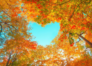 Lidové tradice, zvyky a pranostiky na říjen: Jak tento měsíc prožívali naši předkové?