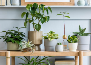 10 rostlin, které vyčistí vaši domácnost od toxinů