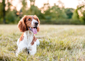 Ti nejnebezpečnější domácí mazlíčci. Znáte je všechny?