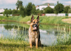 Vlčák přinesl svému pánovi z lesa malé štěně. Později se ukázalo, že to pes není