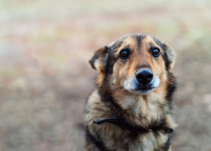 Fenka trpěla deset let uvázaná na řetězu. Záchrana přišla na poslední chvíli