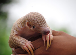 Rarita v pražské zoo: Narodilo se zde mládě luskouna - jako první v Evropě