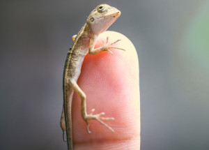 Jak se rodí chameleoni? O jejich výjimečném příchodu na svět jste neměli ani tušení