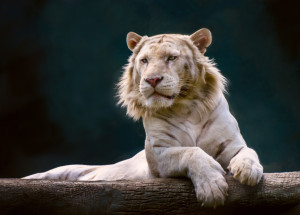 Nejděsivější zvířecí kříženci. Znáte některé z nich?