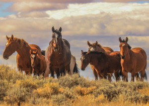 Optická iluze, která vám zamotá hlavu: Kolik koní vidíte na obrázku?