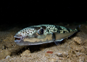 U chorvatského pobřeží se objevila smrtelně jedovatá ryba. Invazivní čtverzubec stříbropásý je hrozbou pro rybáře i plavce