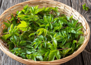 Pesto z bršlice je plné vitamínů a skvěle chutná. Vyzkoušejte recept