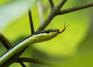 Co dělat a nedělat na svatého Jiří, kdy vylézají hadi a štíři? Lidové tradice a pověry mají jasno