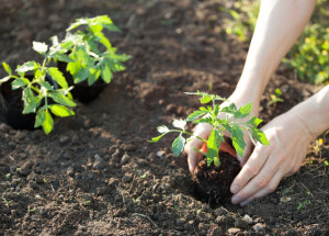 Kdy dát ven rajčata a papriky? Správná doba je důležitá