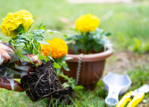Záhonky, které vás nadchnou svou praktičností