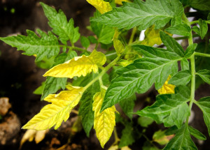 Žloutnutí listů sazenic rajčat patří k častým problémům. Jak mu předejít?