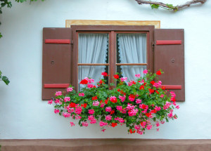 Tajemství pěstování muškátů: Vyzkoušejte tyto pěstitelské fígle