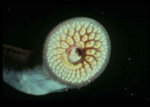 Chorvatské rybáře vyděsil nebezpečný parazit přisátý k lodi. Mihule mořská saje krev z ryb i mořských savců