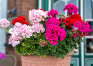 Domácí hnojivo na muškáty: Nádherně vykvetou díky droždí nebo kávě