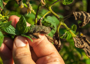 Plíseň rajčat dokáže zničit celou úrodu. Zaměřte se už teď na prevenci
