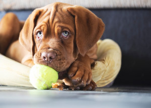 Máte doma psa? Nikdy mu nedávejte jako pamlsek tohle ovoce