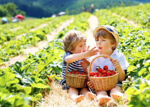 Samosběr jahod 2023: Přehled, kam vyrazit v Praze, Brně či Plzni a okolí