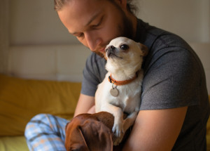 Zachráněná čivava z množírny našla novou rodinu. Její život se změnil k nepoznání