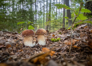 Kde rostou houby aktuálně 2023: Mapa prozradí, kam vyrazit