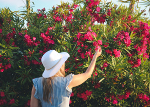 Jak zakořenit oleandr ve vodě nebo substrátu? Zjistěte, jak si z větvičky vypěstovat nádherný keř