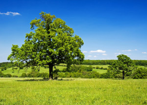 Strom roku 2023 zná své finalisty. O titul bojuje 10 stromů se zajímavými příběhy